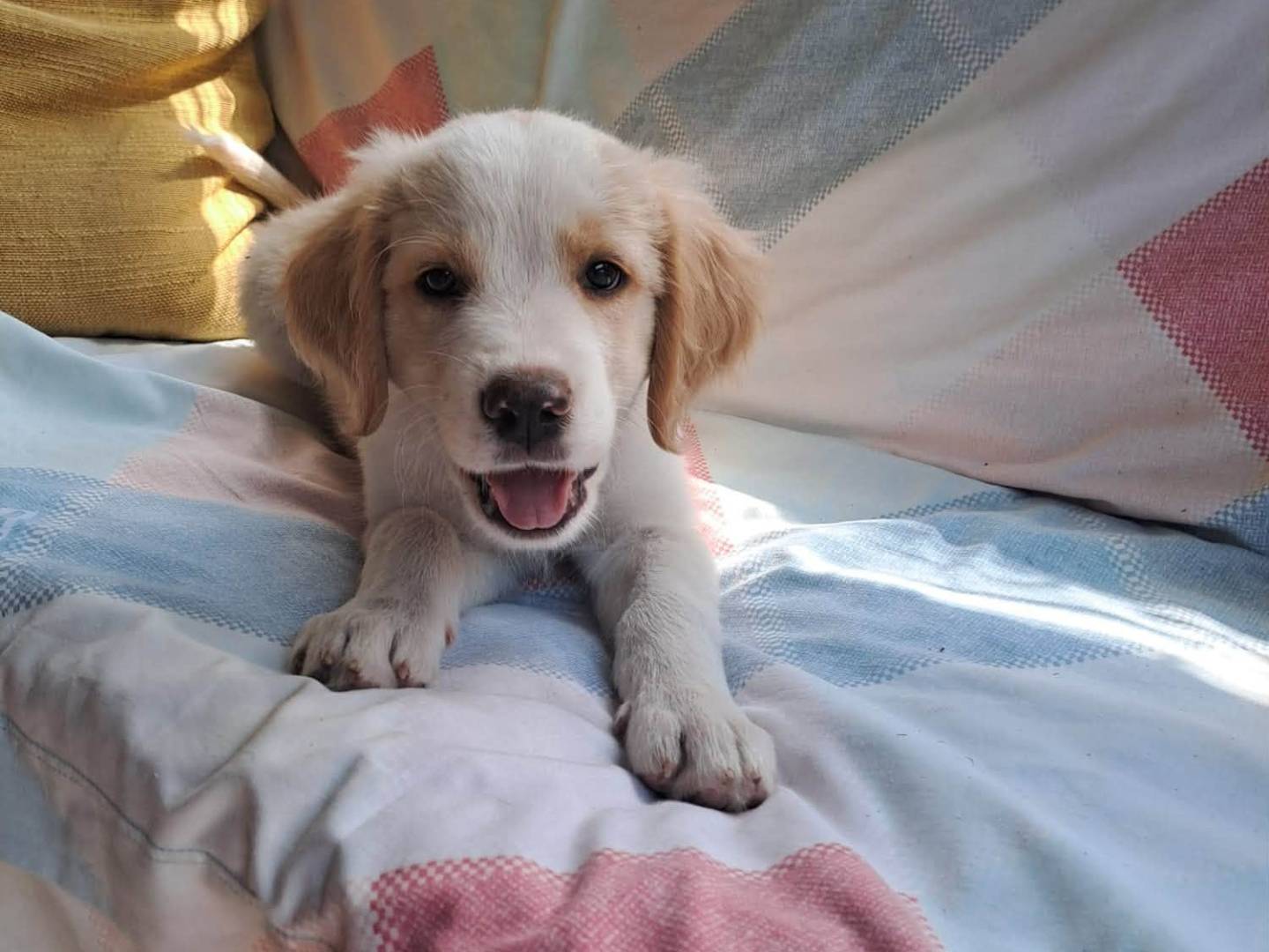 Adotta un cane, maschio, 3 mesi, Siracusa