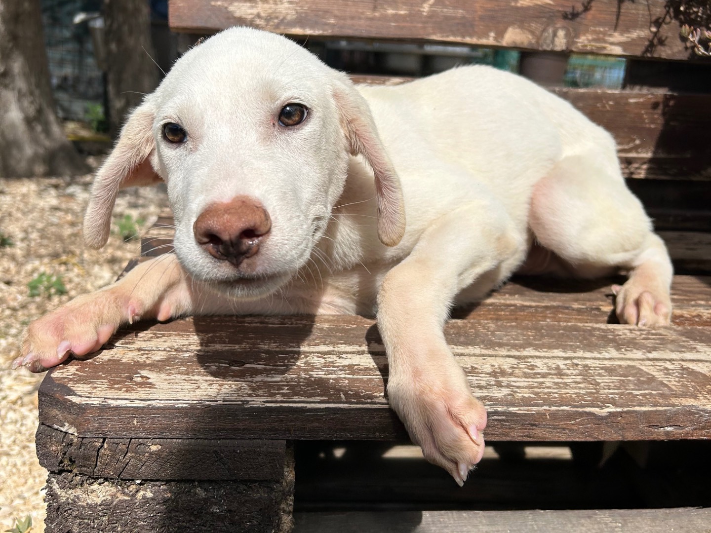 Adozione cane, maschio, Razza sconosciuta Razza sconosciuta, 5 mesi, taglia media, Foggia