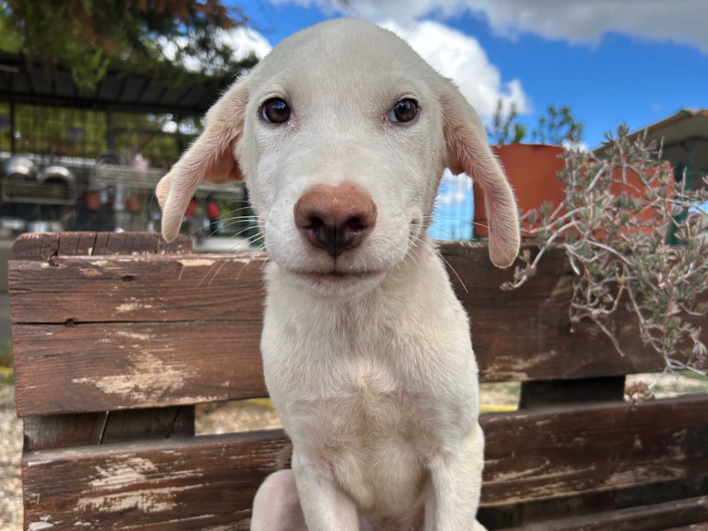 Adotta un cane, maschio, 5 mesi, Foggia