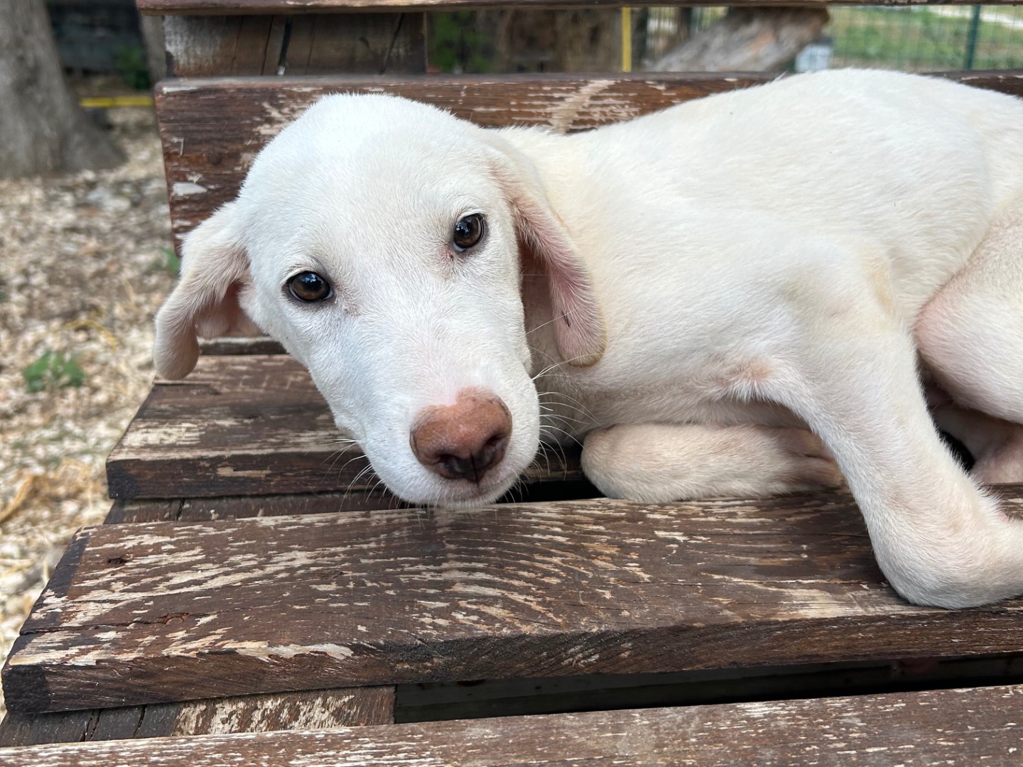 Adotta un cane, taglia media, maschio, Foggia