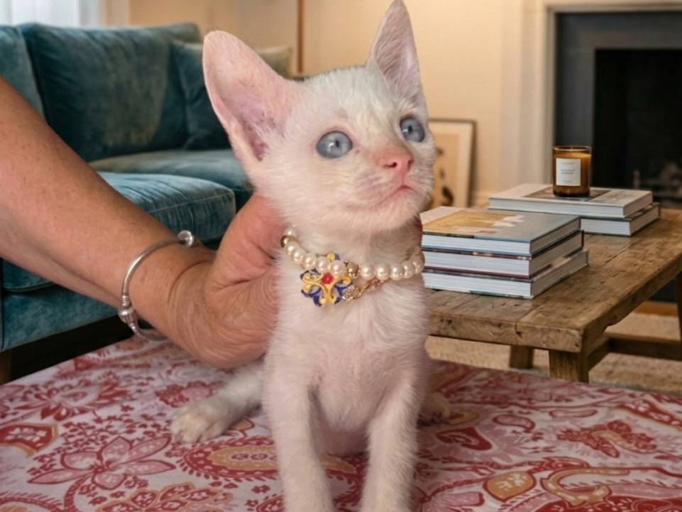 Adozione gatto, femmina, Razza sconosciuta Razza sconosciuta, 3 mesi, taglia non valida, Brescia