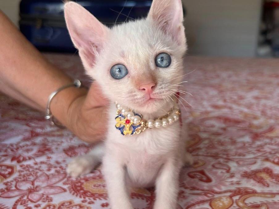 Adotta un gatto, femmina, 3 mesi, Brescia