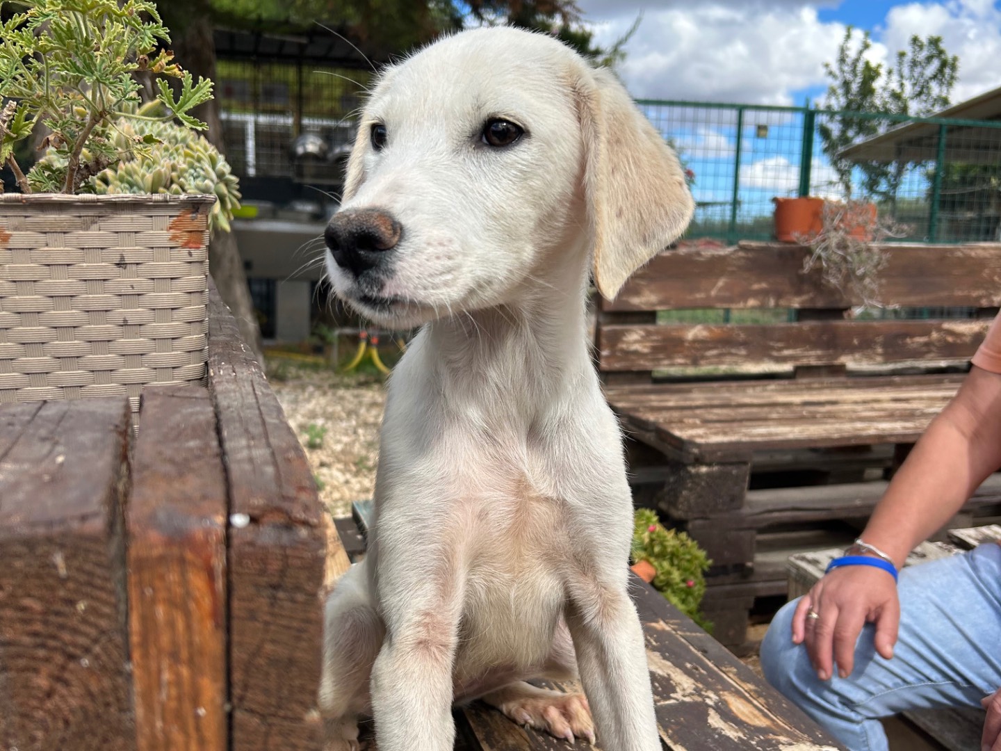 Adozione cane, femmina, Razza sconosciuta Razza sconosciuta, 5 mesi, taglia media, Foggia