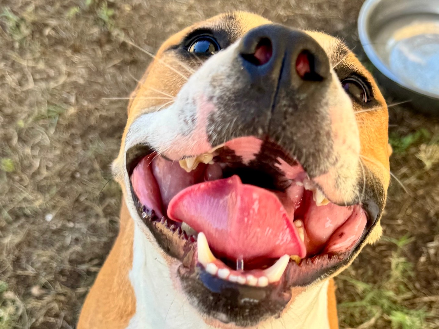 Adozione cane, femmina, Amstaff Pitbull, 9 mesi, taglia media, Salerno