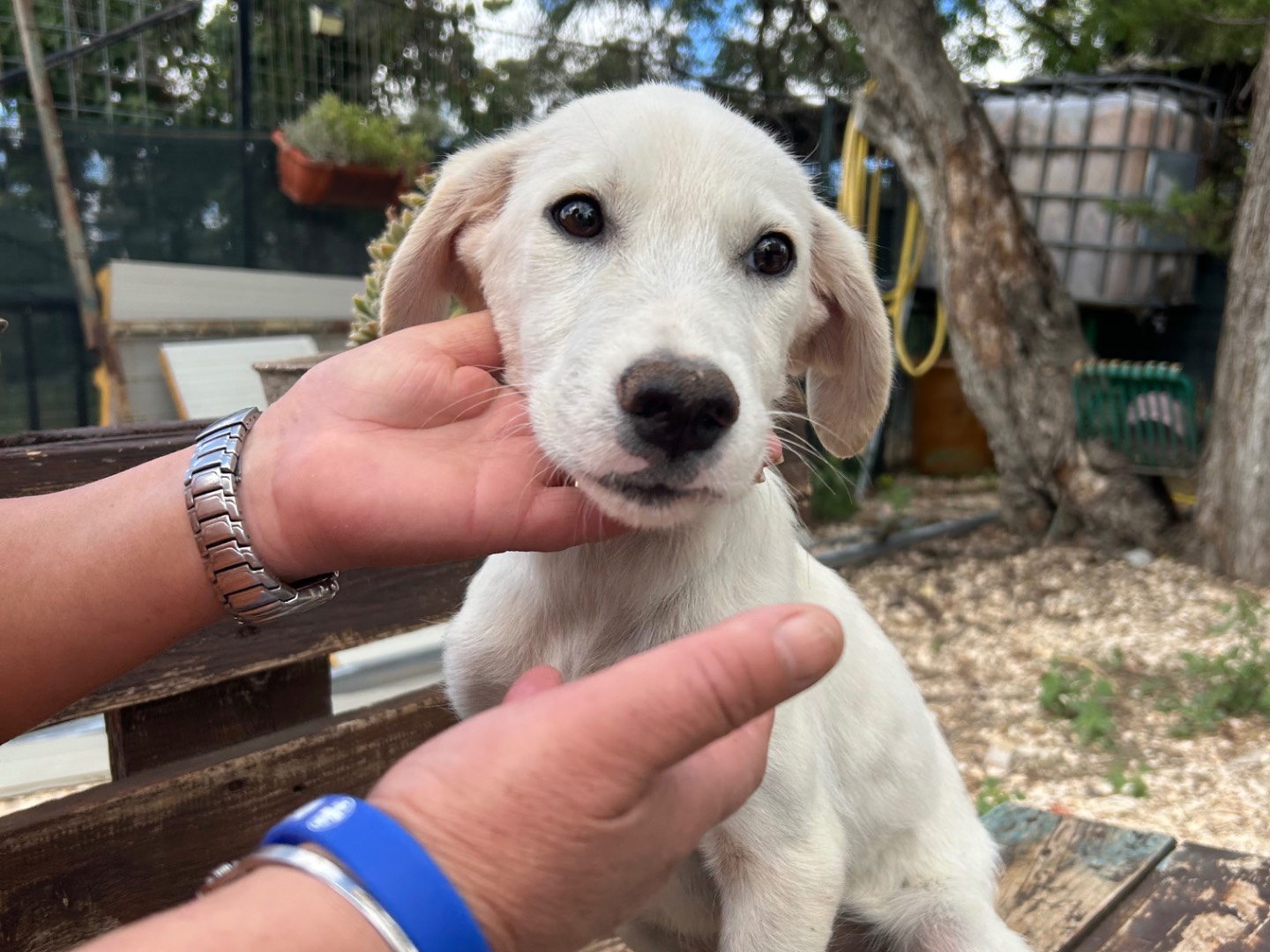 Adotta un cane, femmina, 5 mesi, Foggia
