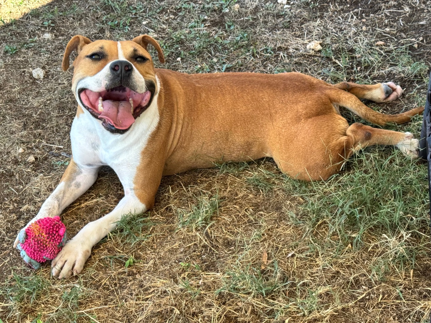 Adotta un cane, femmina, 9 mesi, Salerno