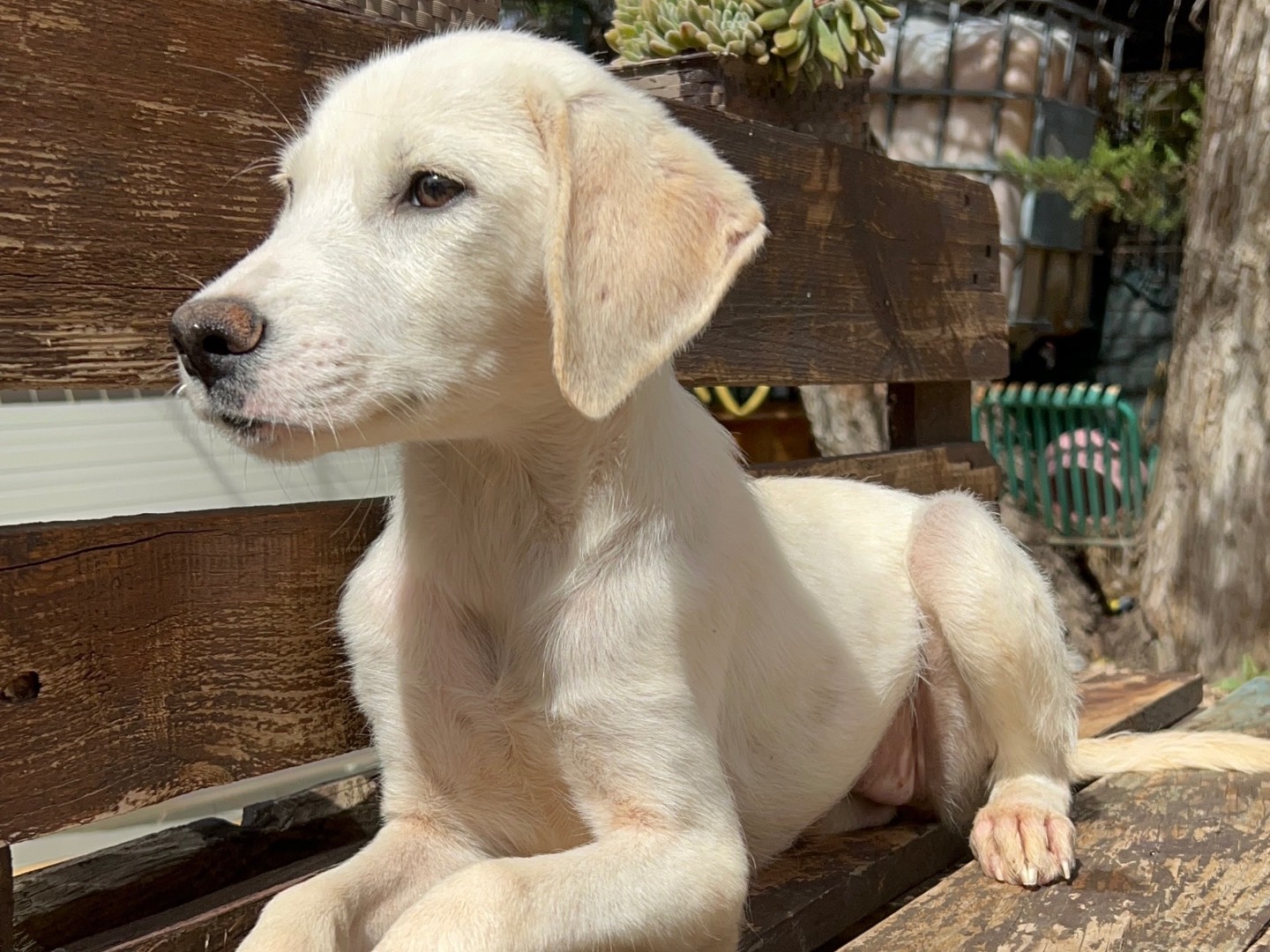 Adotta un cane, taglia media, femmina, Foggia
