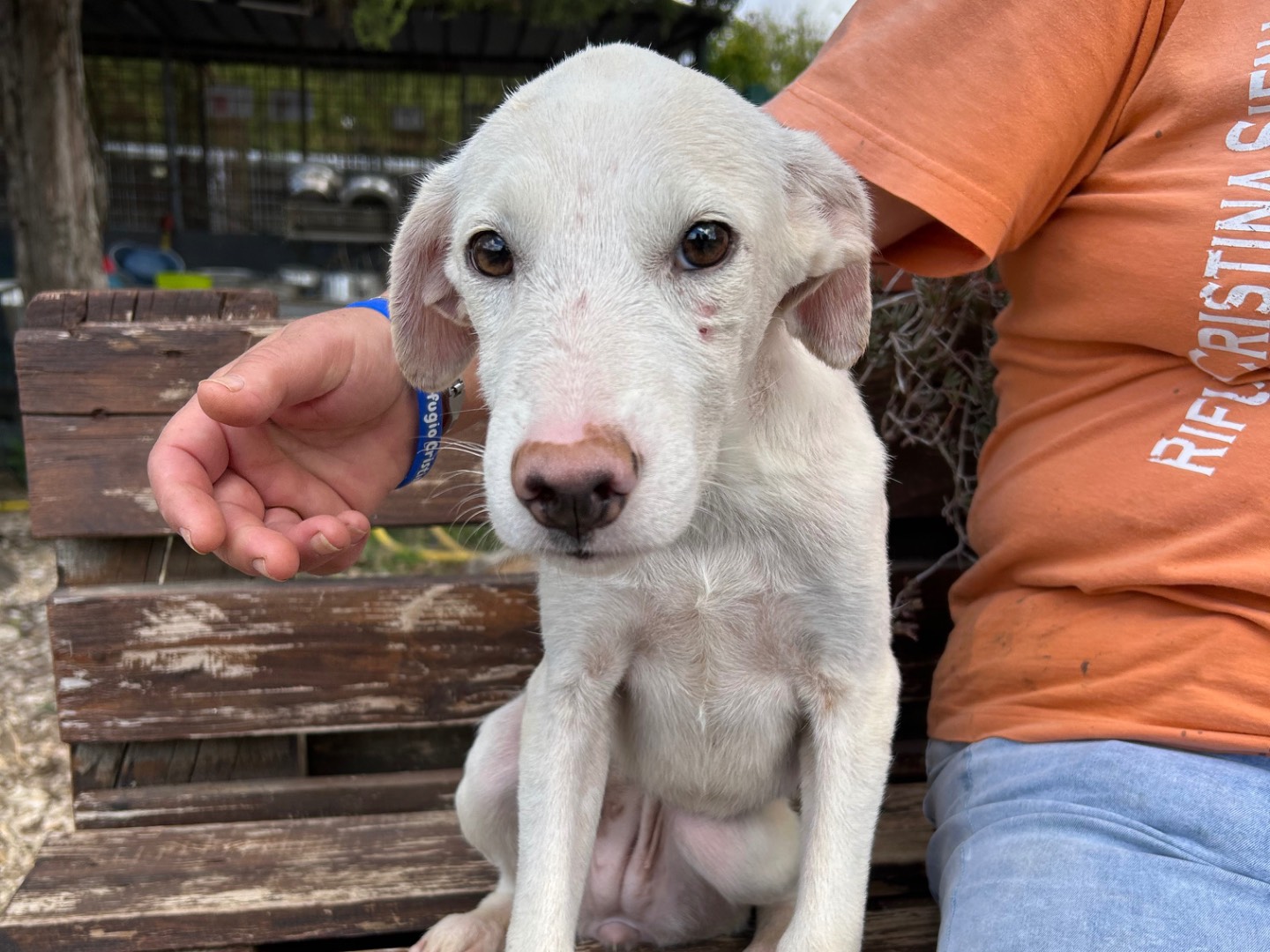 Adozione cane, femmina, Razza sconosciuta Razza sconosciuta, 5 mesi, taglia media, Foggia
