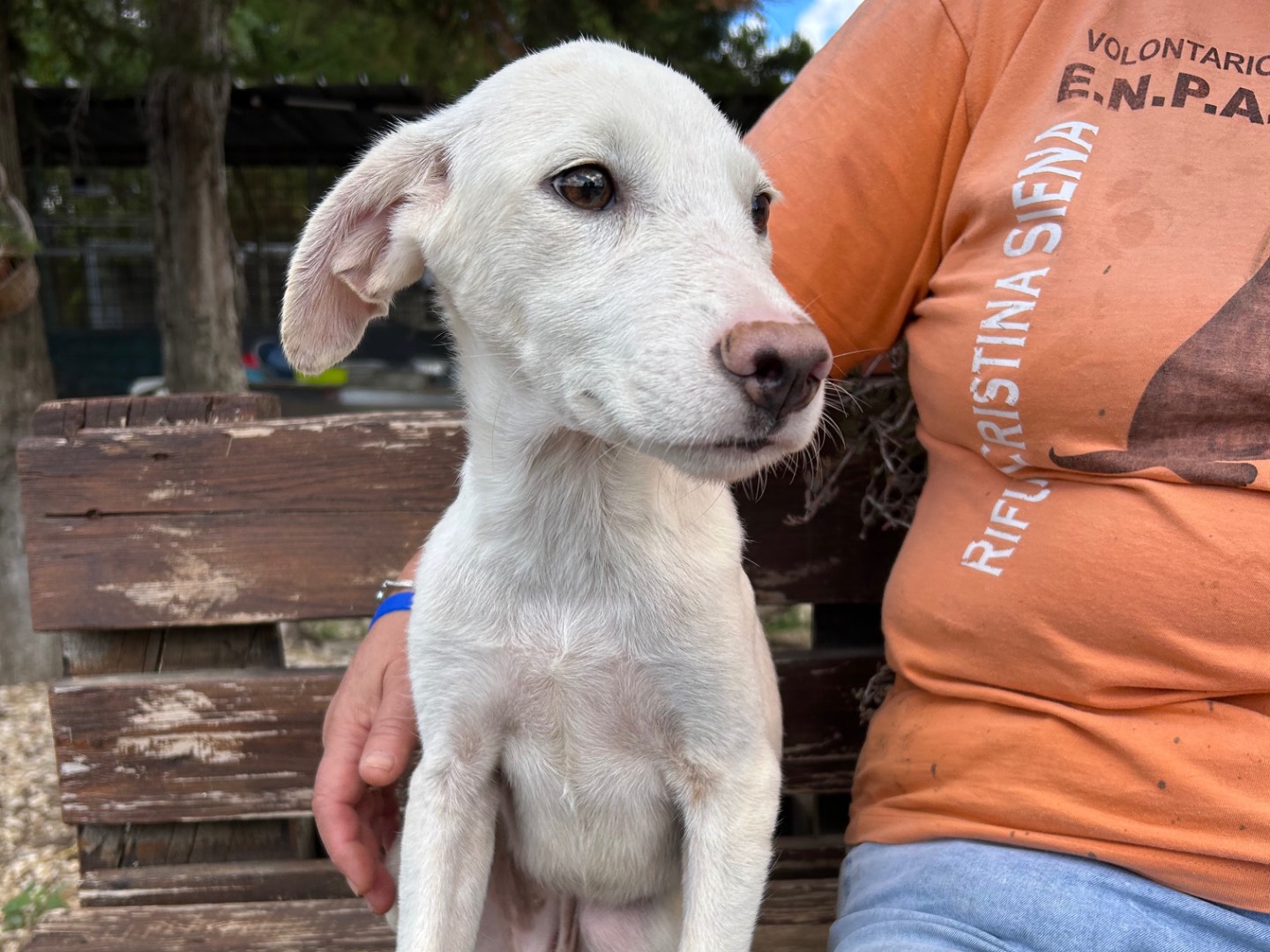 Adotta un cane, femmina, 5 mesi, Foggia