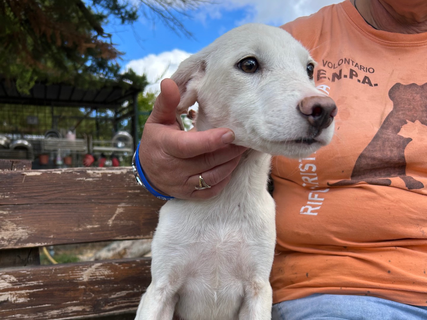 Adotta un cane, taglia media, femmina, Foggia