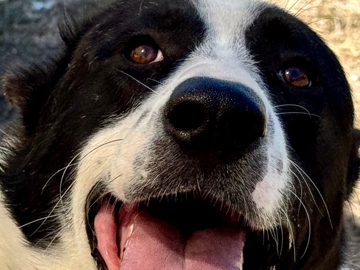 Adotta un cane, maschio, 1 anno, Salerno