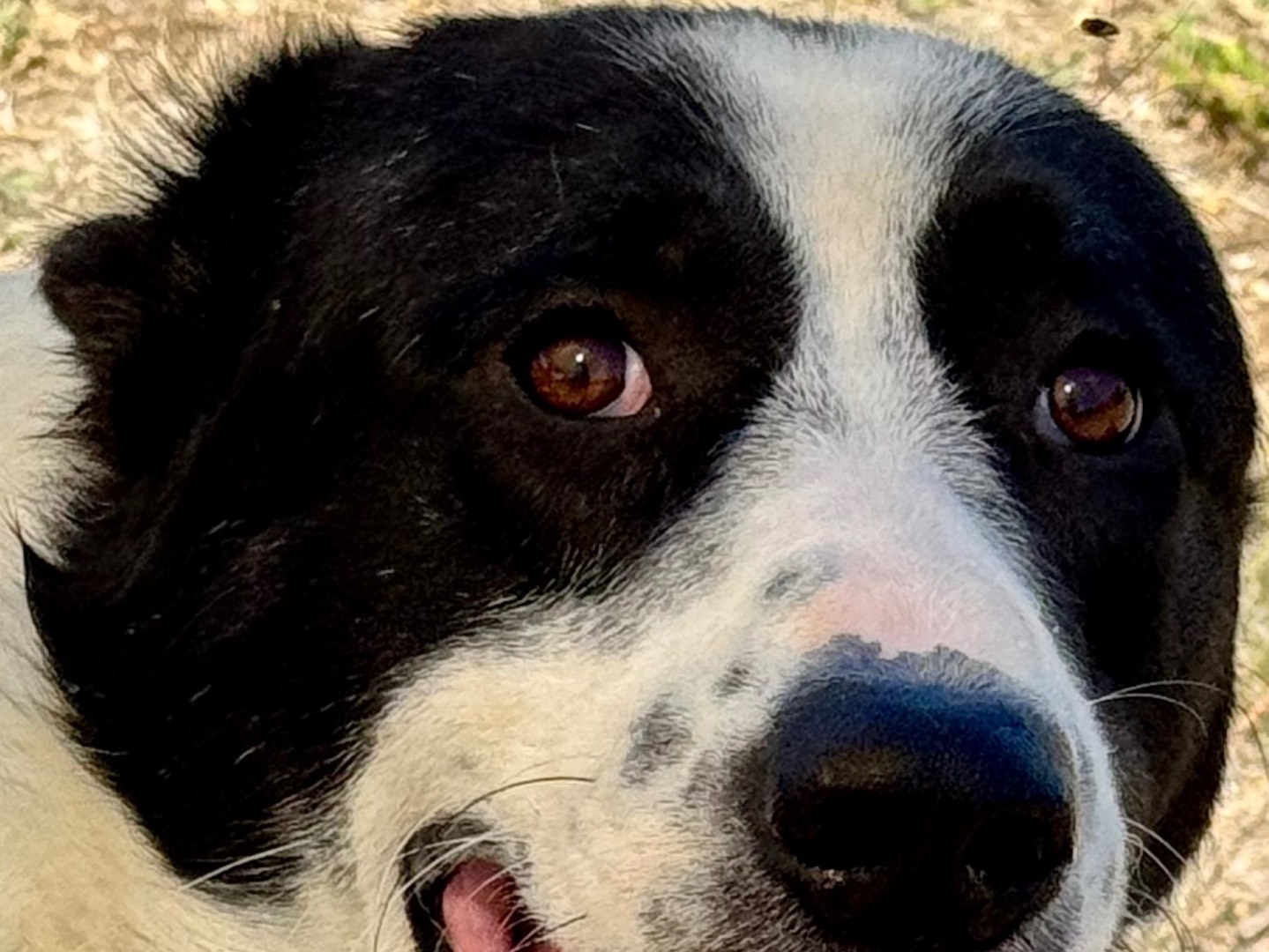 Adotta un cane, taglia gigante, maschio, Salerno