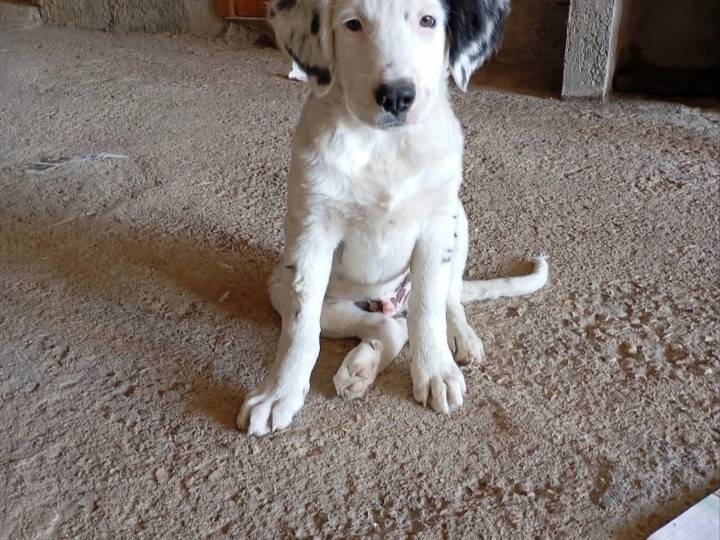 Adozione cane, maschio, Razza sconosciuta Razza sconosciuta, 4 mesi, taglia media, Avellino