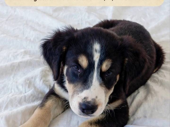 Adotta un cane, maschio, 4 mesi, Avellino