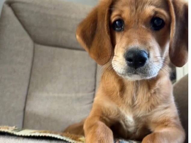 Adotta un cane, taglia media, maschio, Avellino