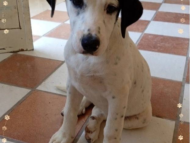 Vuoi adottare un cane a Avellino?