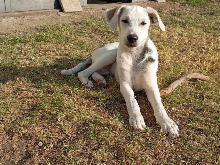 Adotta il cane Holly a Avellino