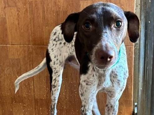 Adozione cane, maschio, Razza sconosciuta Razza sconosciuta, 2 anni e 1 mese, taglia media contenuta, Milano