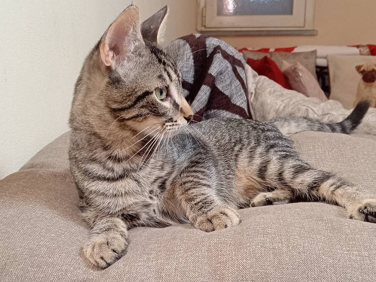 Vuoi adottare un gatto a Bergamo?