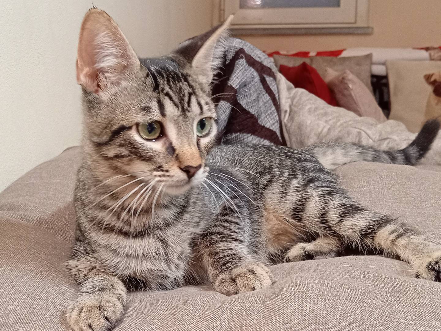 Adotta un gatto, taglia non valida, maschio, Bergamo