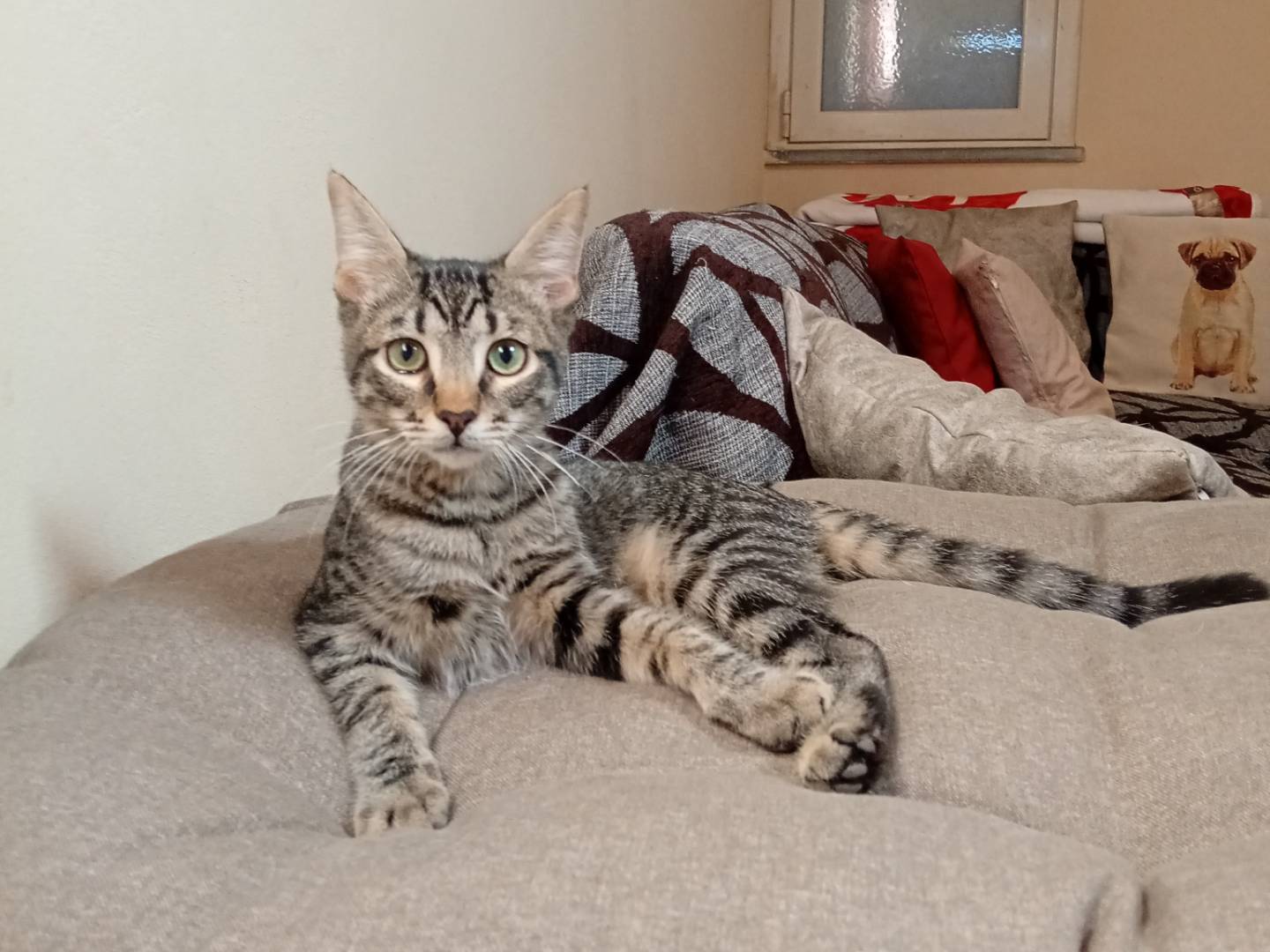 Adotta un gatto, maschio, 4 mesi, Bergamo