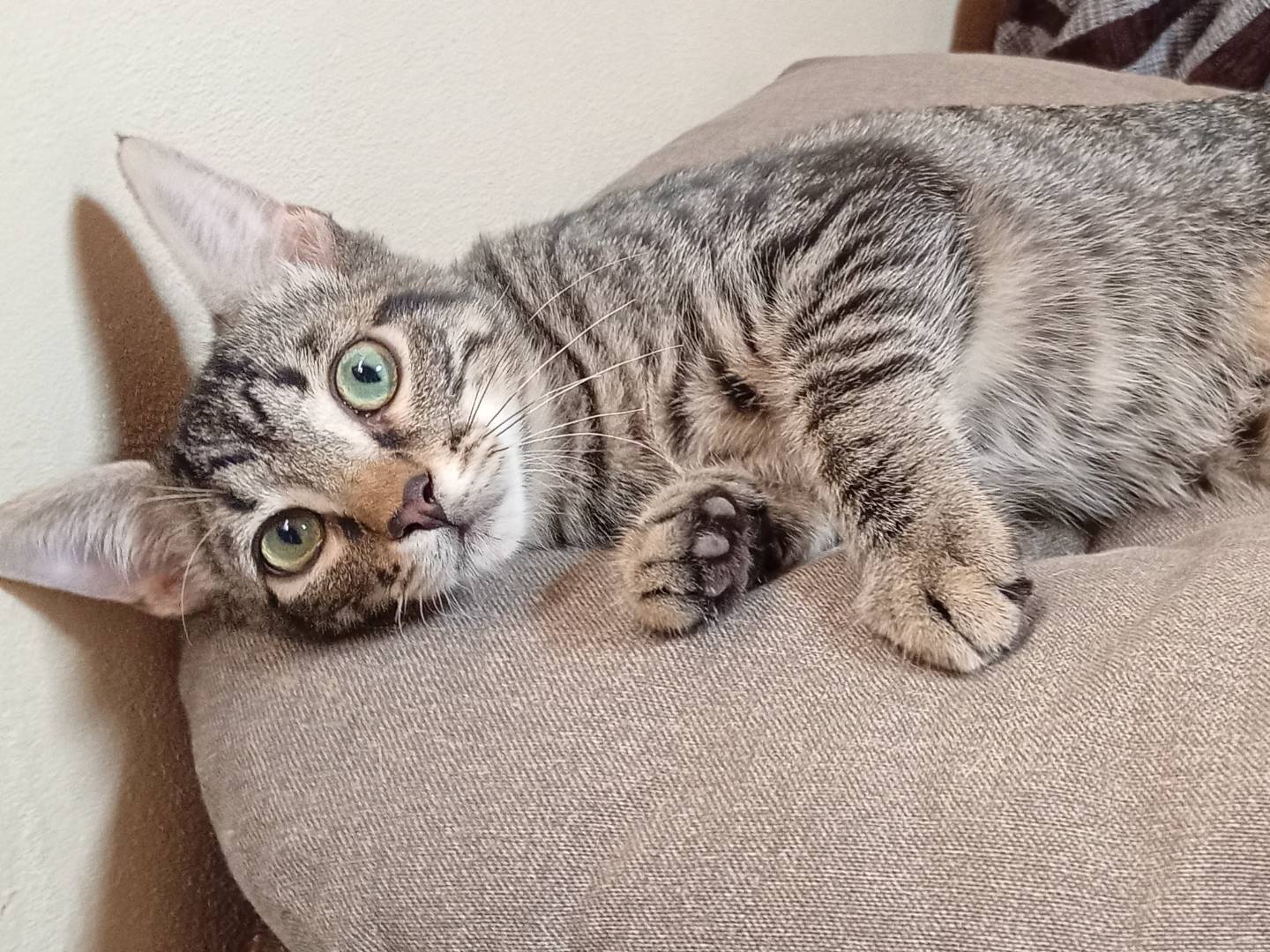 Adozione gatto, maschio, Razza sconosciuta Razza sconosciuta, 4 mesi, taglia non valida, Bergamo