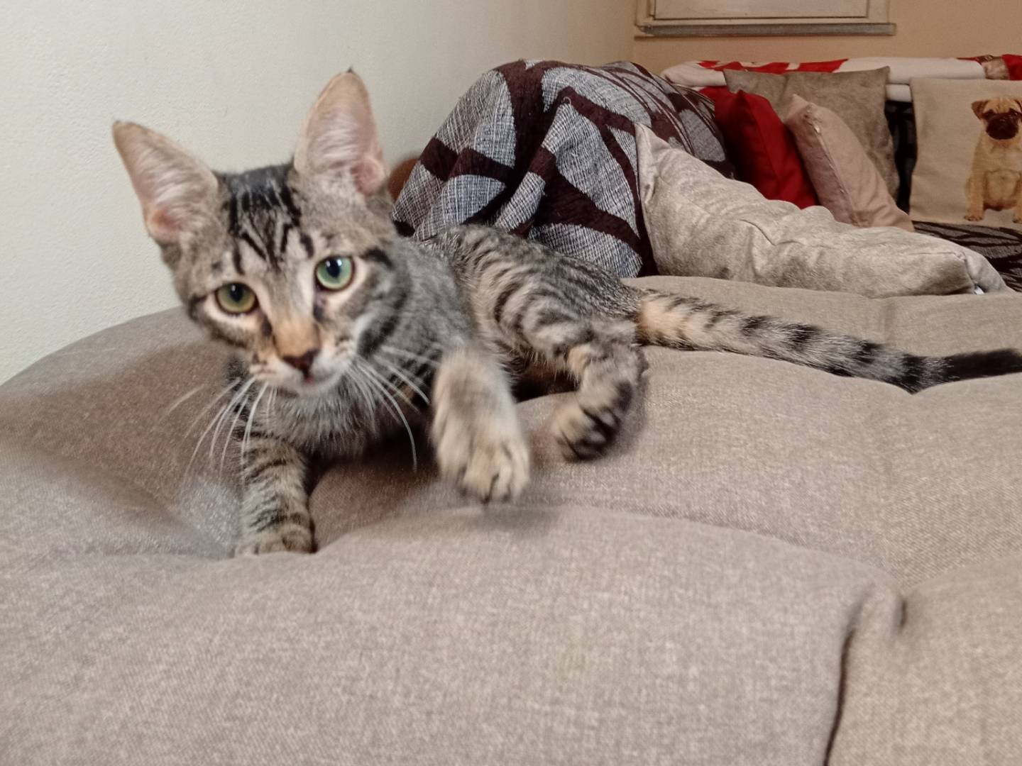 Adotta il gatto SPEEDY  a Bergamo