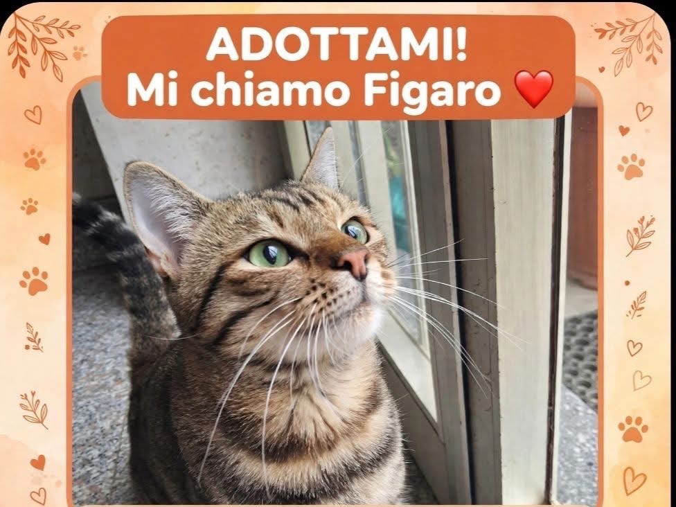 Foto 1 dell'animale