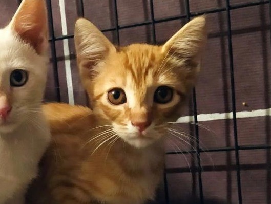 Adozione gatto, maschio, Razza sconosciuta Razza sconosciuta, 3 mesi, taglia non valida, Torino