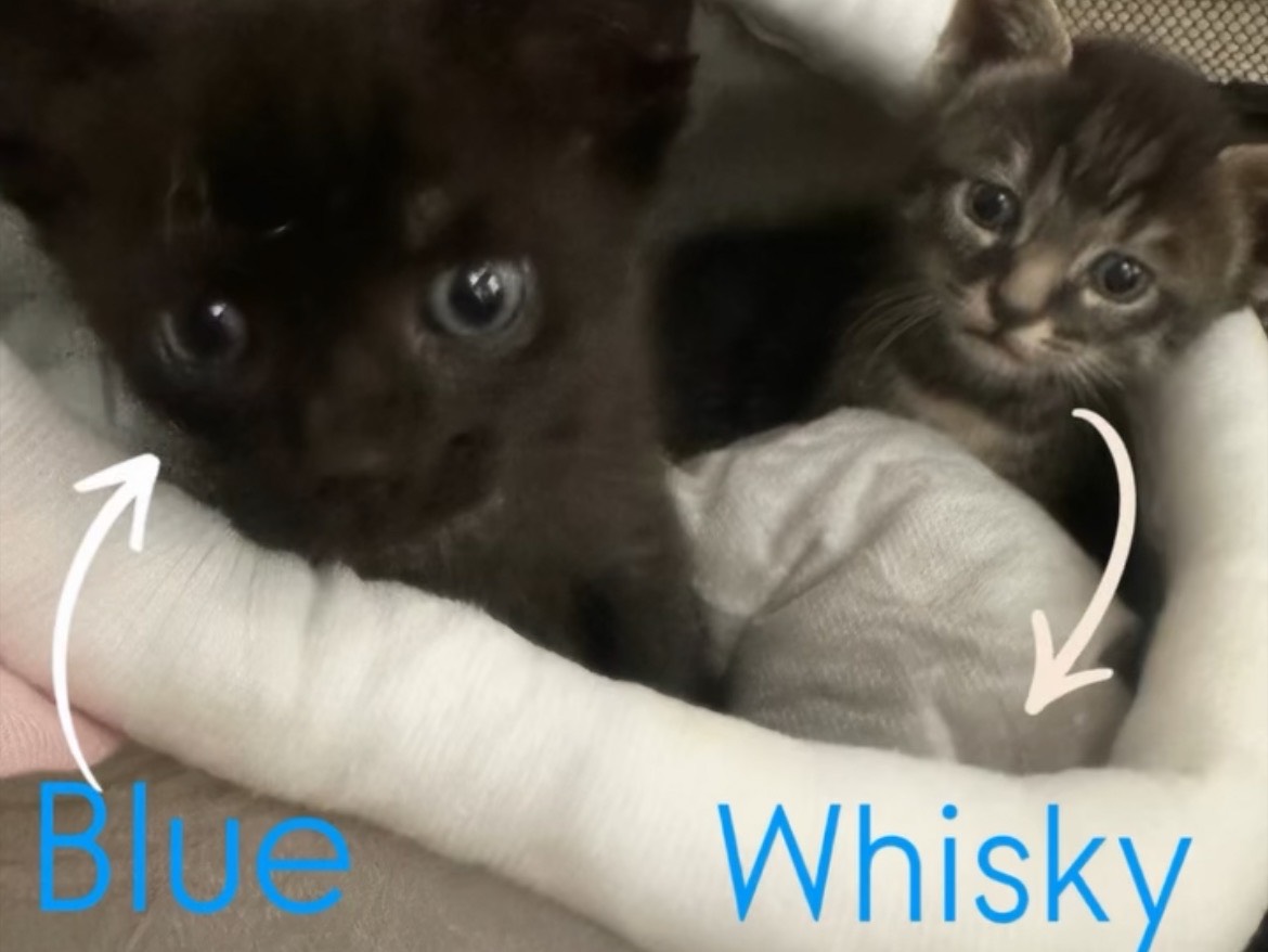 Adozione gatto, maschio, Razza sconosciuta Razza sconosciuta, 1 mese, taglia non valida, Torino