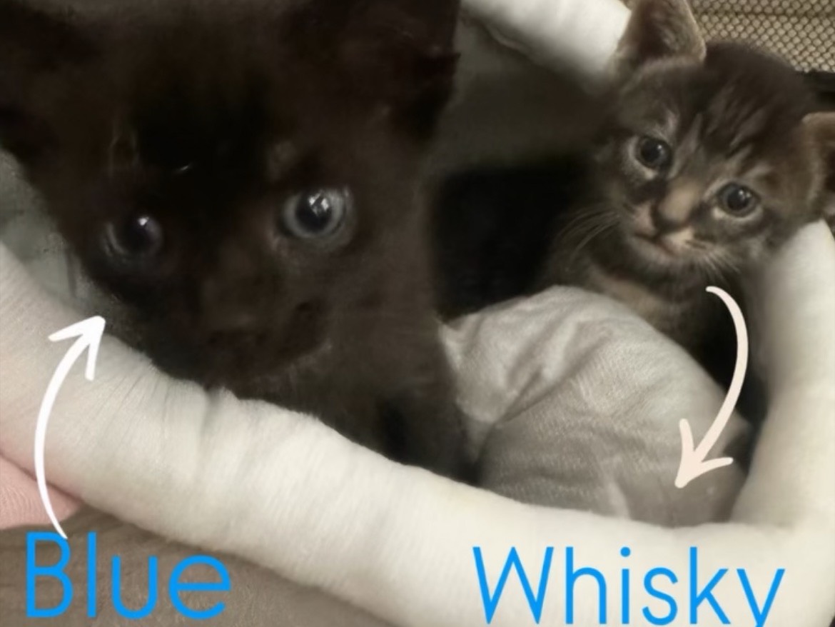 Adozione gatto, maschio, Razza sconosciuta Razza sconosciuta, 1 mese, taglia non valida, Torino