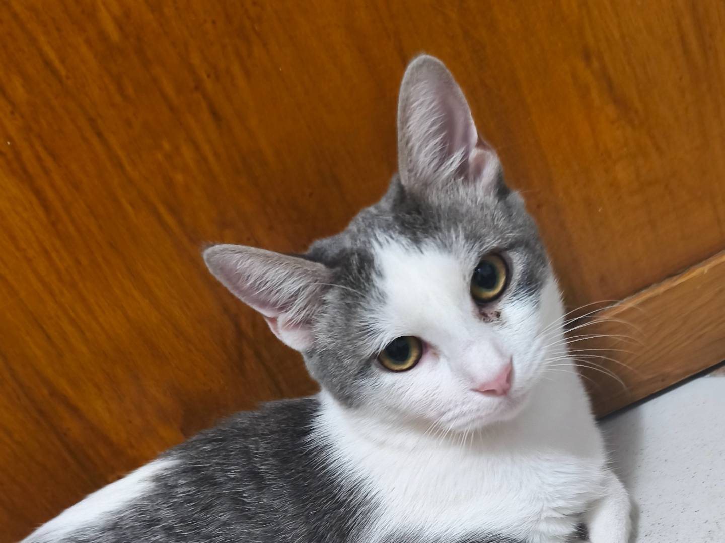 Adozione gatto, femmina, Razza sconosciuta Razza sconosciuta, 5 mesi, taglia non valida, Sassari