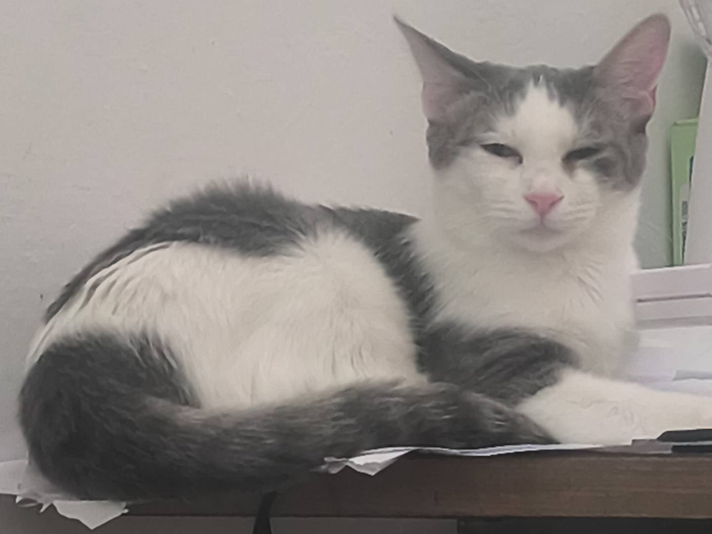 Adotta un gatto, femmina, 5 mesi, Sassari