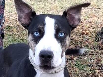 Adozione cane, maschio, Pitbull Razza sconosciuta, 6 mesi, taglia media, Padova
