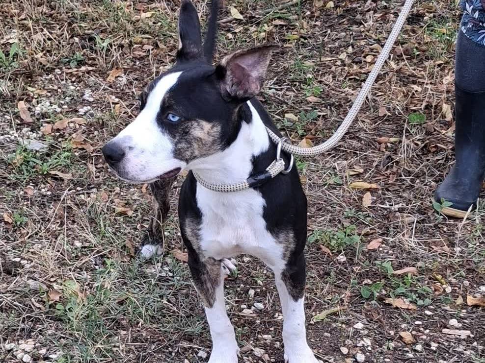 Adotta un cane, maschio, 6 mesi, Padova