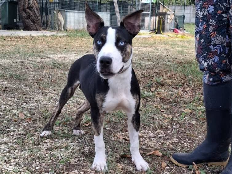 Adotta un cane, taglia media, maschio, Padova