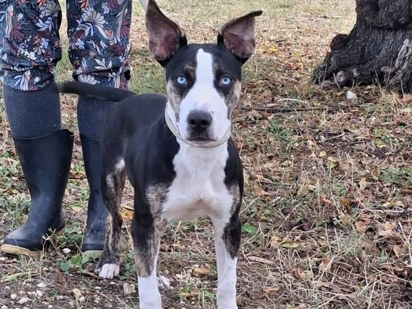 Vuoi adottare un cane a Padova?