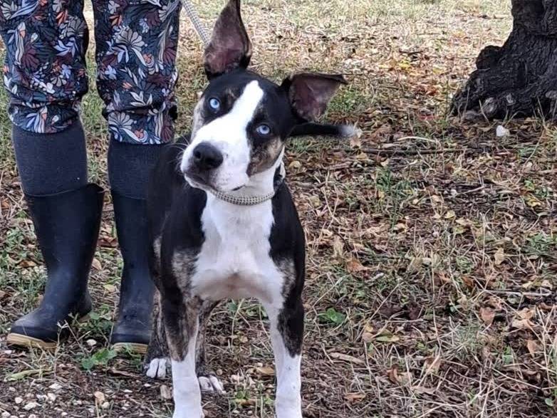 Adotta il cane QUORE a Padova