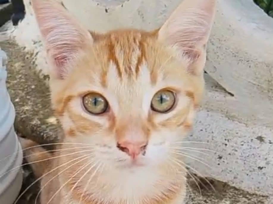 Adozione gatto, maschio, Razza sconosciuta Razza sconosciuta, 3 mesi, taglia non valida, Latina