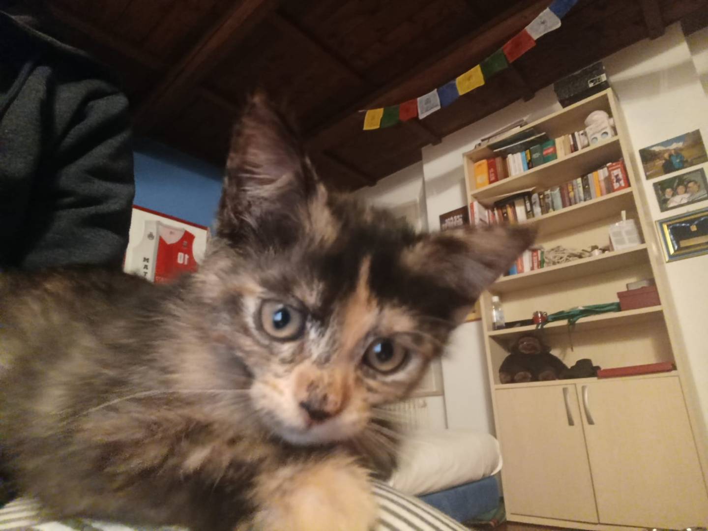 Adozione gatto, femmina, Razza sconosciuta Razza sconosciuta, 3 mesi, taglia non valida, Ravenna