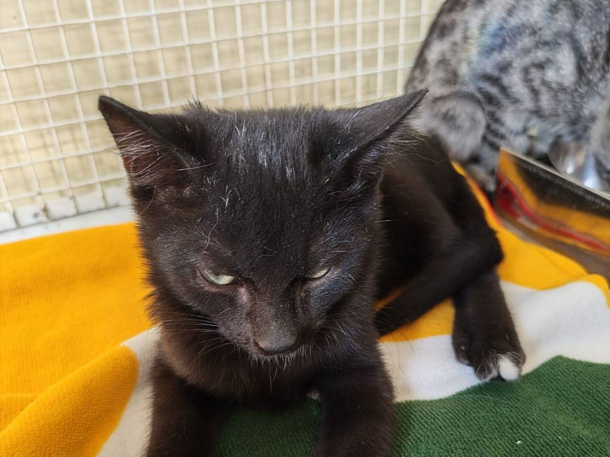 Adozione gatto, maschio, Razza sconosciuta Razza sconosciuta, 3 mesi, taglia non valida, Ravenna