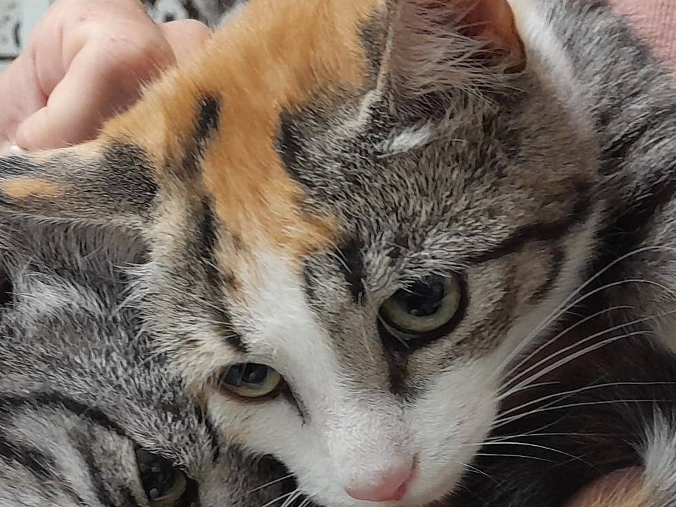Adozione gatto, femmina, Razza sconosciuta Razza sconosciuta, 4 mesi, taglia non valida, Ravenna