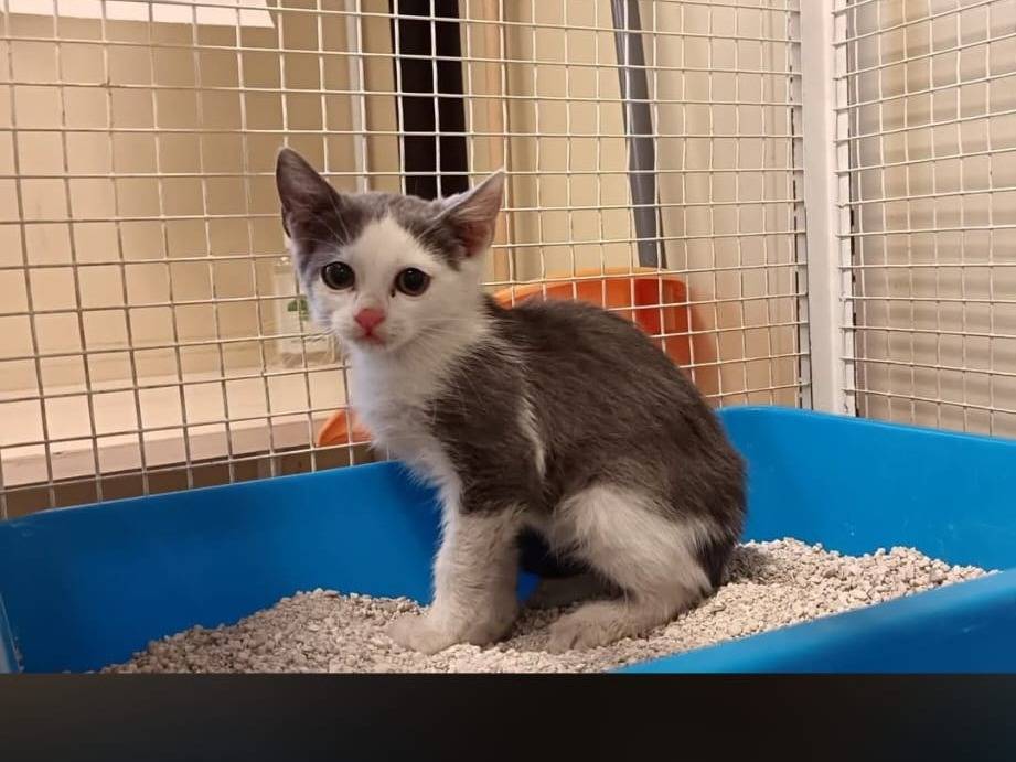 Adozione gatto, maschio, Razza sconosciuta Razza sconosciuta, 3 mesi, taglia non valida, Ravenna