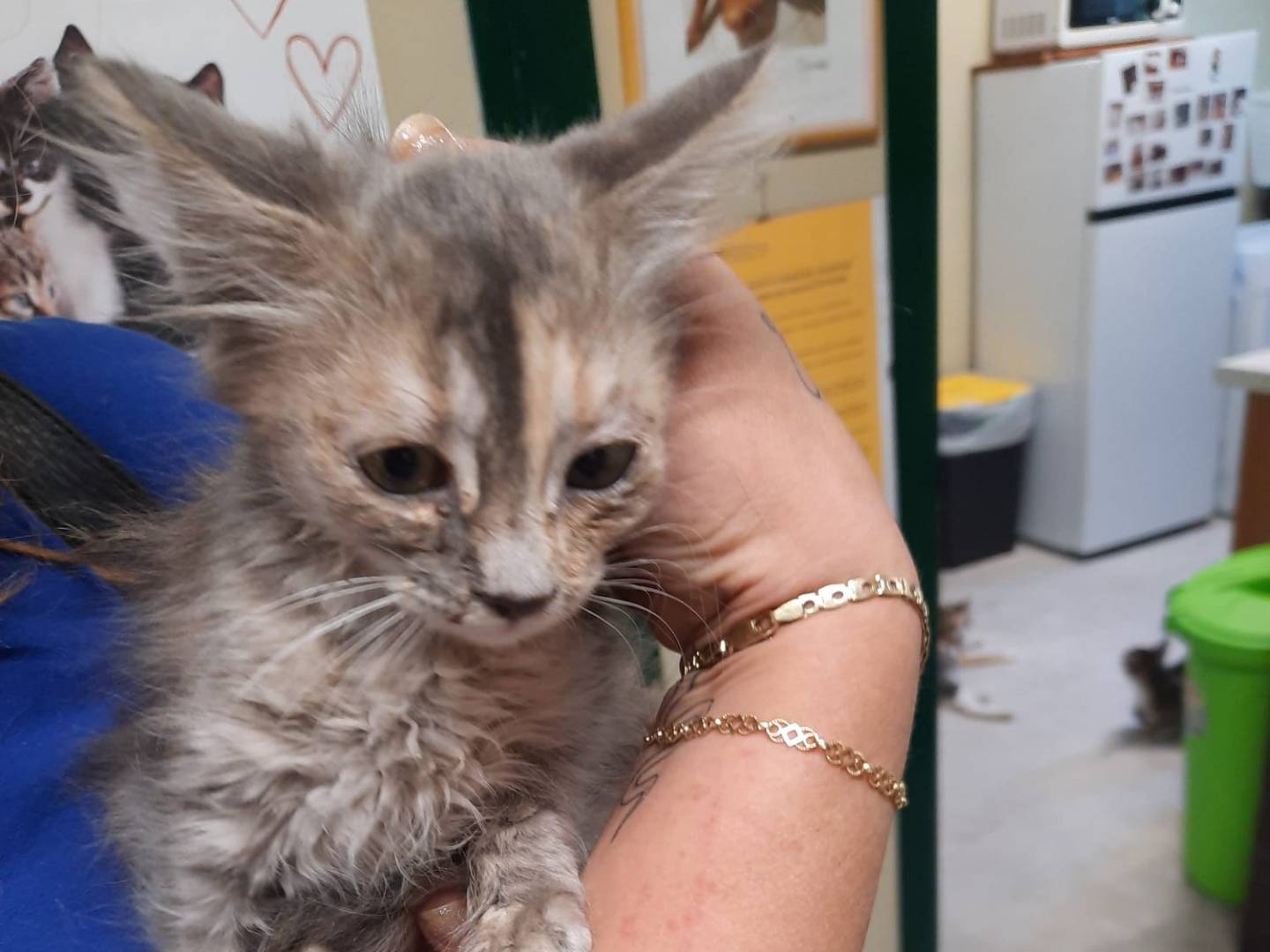 Adozione gatto, femmina, Razza sconosciuta Razza sconosciuta, 3 mesi, taglia non valida, Ravenna
