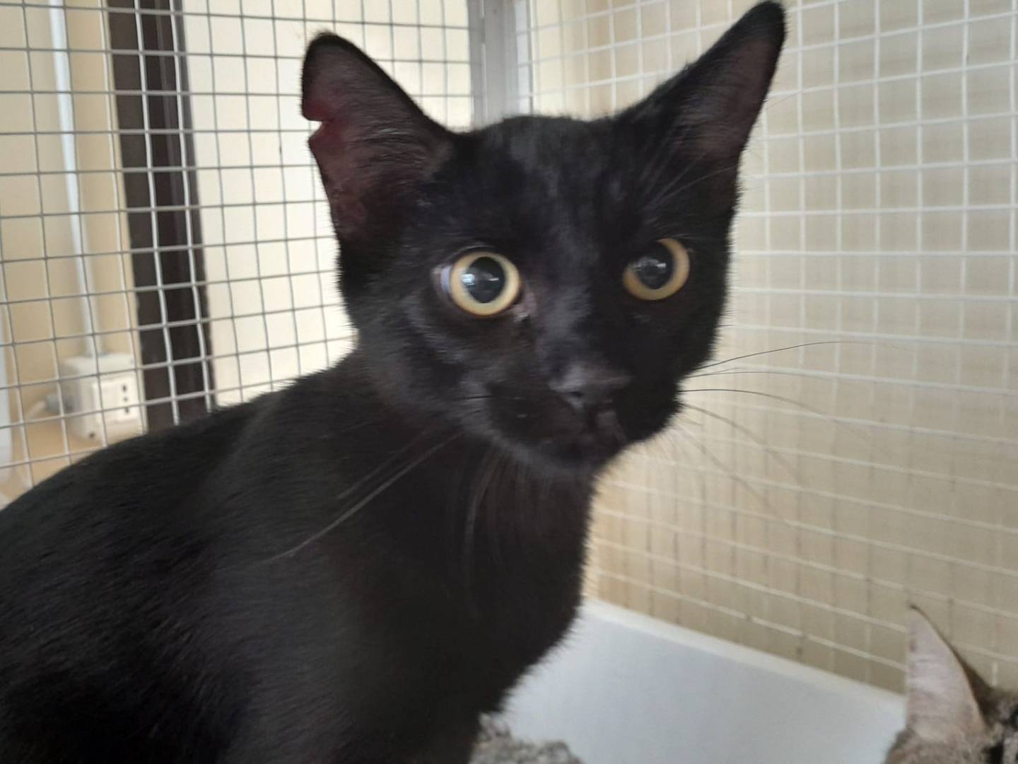 Adozione gatto, maschio, Razza sconosciuta Razza sconosciuta, 1 anno, taglia non valida, Ravenna