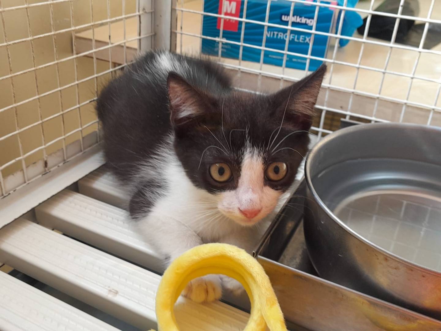 Adozione gatto, femmina, Razza sconosciuta Razza sconosciuta, 3 mesi, taglia non valida, Ravenna