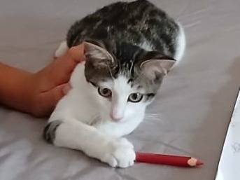 Adozione gatto, maschio, Razza sconosciuta Razza sconosciuta, 3 mesi, taglia non valida, Ravenna