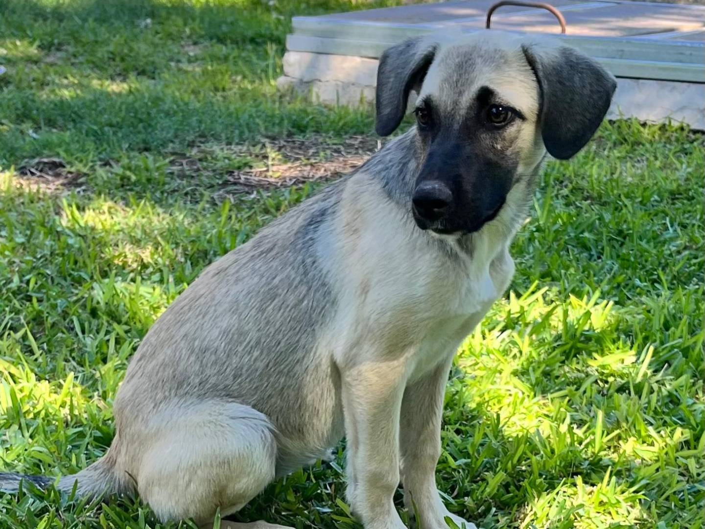 Adotta un cane, femmina, 3 mesi, Siracusa