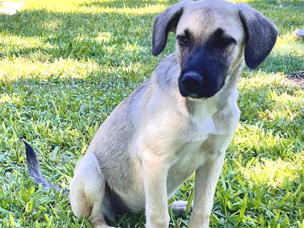 Adozione cane, femmina, Razza sconosciuta Razza sconosciuta, 3 mesi, taglia grande, Siracusa