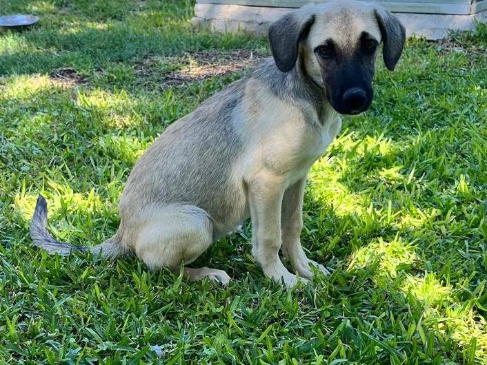 Adotta un cane, taglia grande, femmina, Siracusa